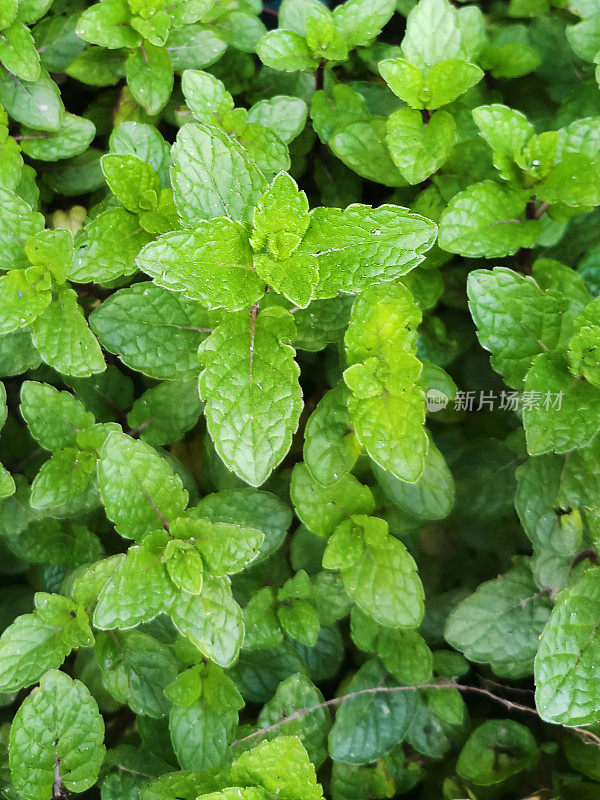 全框入侵苹果薄荷(薄荷suaveolens)的芽和叶生长在草药花园/蔬菜花园，高架景观